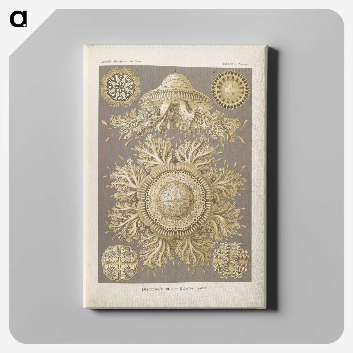 3-5_Ernst-Haeckel_canvas