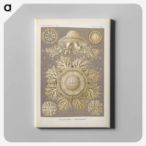 3-5_Ernst-Haeckel_canvas