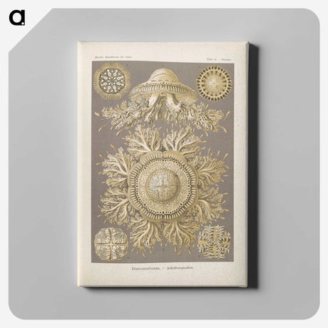 3-5_Ernst-Haeckel_canvas