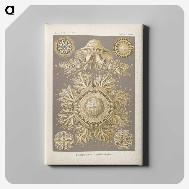 3-5_Ernst-Haeckel_canvas