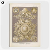 3-5_Ernst-Haeckel_picture-crop