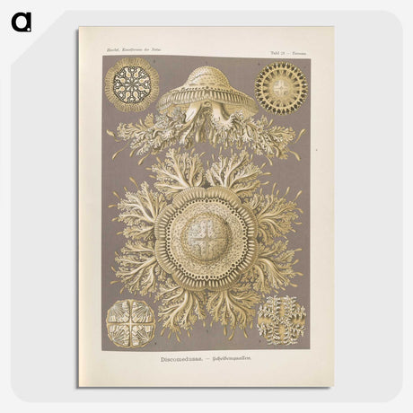 3-5_Ernst-Haeckel_picture-crop