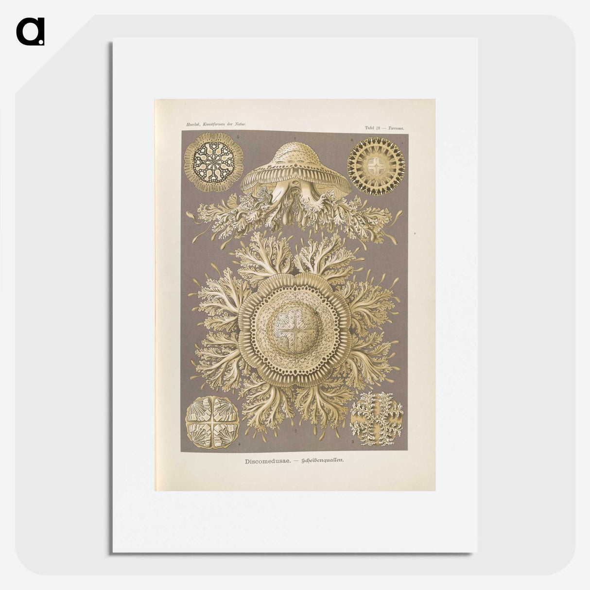 3-5_Ernst-Haeckel_picture