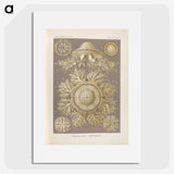 3-5_Ernst-Haeckel_picture