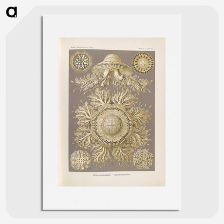 3-5_Ernst-Haeckel_picture
