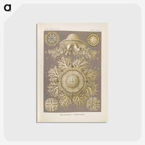 3-5_Ernst-Haeckel_postcard