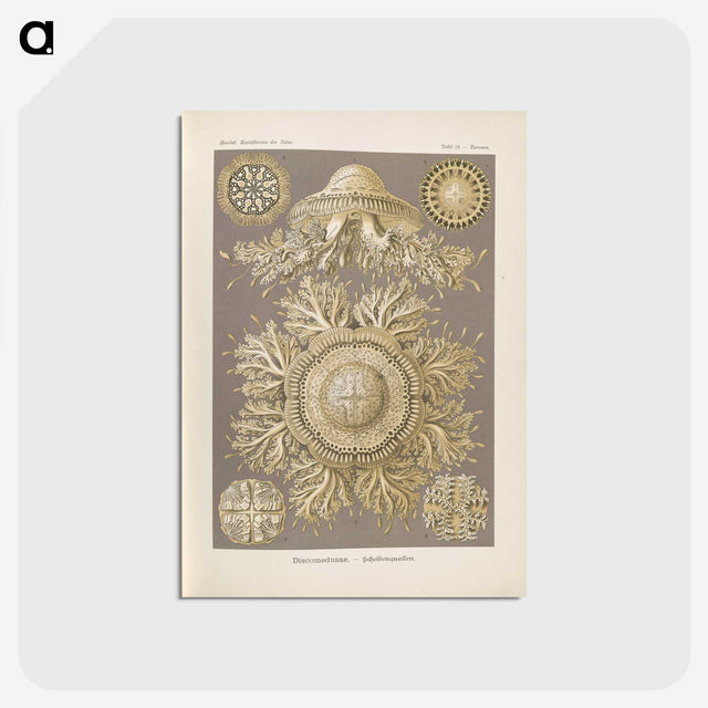 3-5_Ernst-Haeckel_postcard
