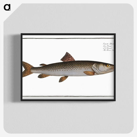 3-5_Ichtyologie-ou-Histoire-naturelle_blk-crop