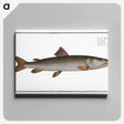 3-5_Ichtyologie-ou-Histoire-naturelle_canvas
