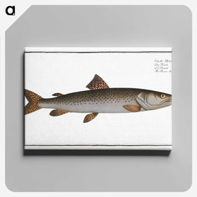 3-5_Ichtyologie-ou-Histoire-naturelle_canvas