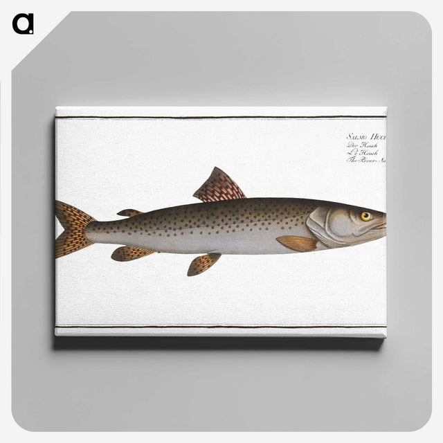 3-5_Ichtyologie-ou-Histoire-naturelle_canvas