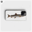 3-5_Ichtyologie-ou-Histoire-naturelle_phone