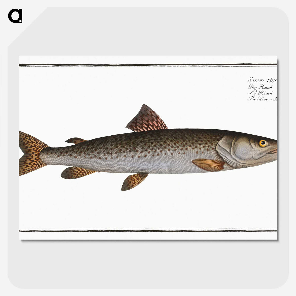 3-5_Ichtyologie-ou-Histoire-naturelle_picture-crop