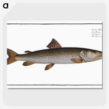 3-5_Ichtyologie-ou-Histoire-naturelle_picture-crop