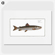 3-5_Ichtyologie-ou-Histoire-naturelle_picture