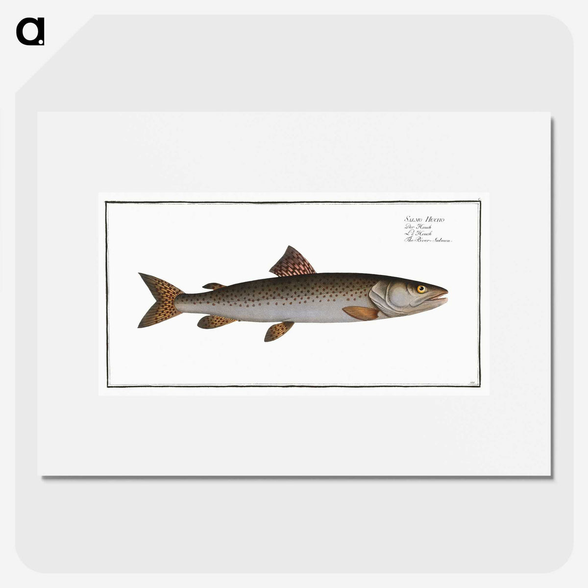 3-5_Ichtyologie-ou-Histoire-naturelle_picture
