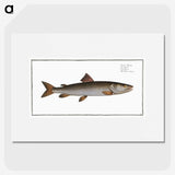 3-5_Ichtyologie-ou-Histoire-naturelle_picture