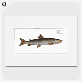 3-5_Ichtyologie-ou-Histoire-naturelle_picture