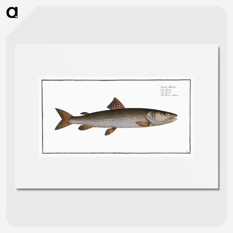 3-5_Ichtyologie-ou-Histoire-naturelle_picture
