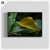 3-5_Insects-Unlocked-Project_blk-crop