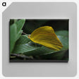 3-5_Insects-Unlocked-Project_canvas