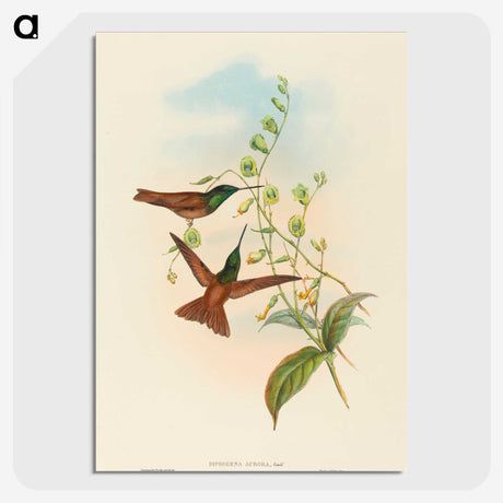 3-5_John-Gould_picture-crop