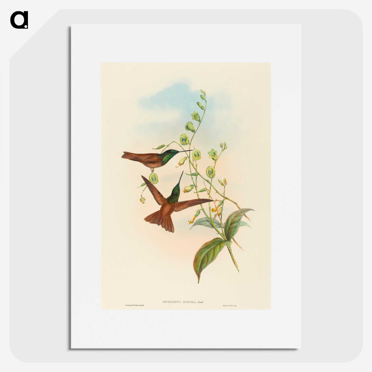 3-5_John-Gould_picture