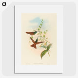 3-5_John-Gould_picture