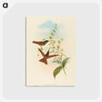 3-5_John-Gould_postcard