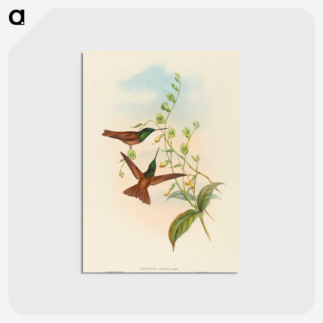 3-5_John-Gould_postcard