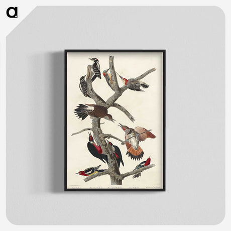 3-5_John-James-Audubon_blk-crop