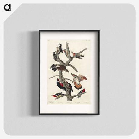 3-5_John-James-Audubon_blk