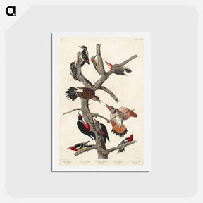 アートポストカード-Woodpeckers of America
 - ジョン ジェームス オーデュボン Postcard.