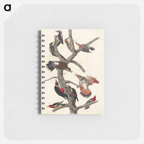アートメモ帳-Woodpeckers of America
 - ジョン ジェームス オーデュボン Memo.