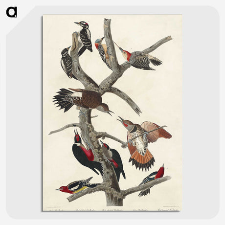3-5_John-James-Audubon_picture-crop