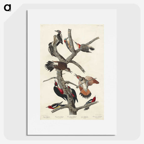 3-5_John-James-Audubon_picture