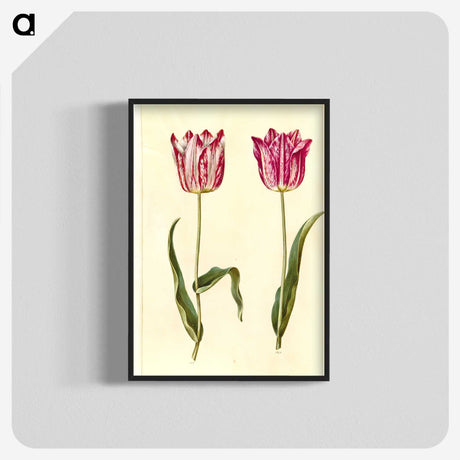 3-5_Maria-Sibylla-Merian_blk-crop