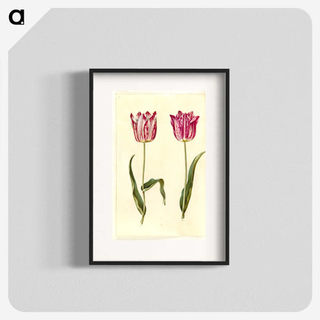 3-5_Maria-Sibylla-Merian_blk