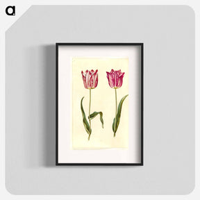アートポスター-Tulipa gesneriana
 - マリア ジビーラ メーリアン Poster.