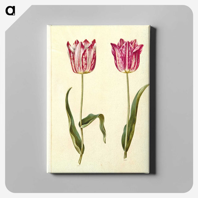 3-5_Maria-Sibylla-Merian_canvas