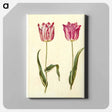 アートパネル-Tulipa gesneriana
 - マリア ジビーラ メーリアン Canvas.
