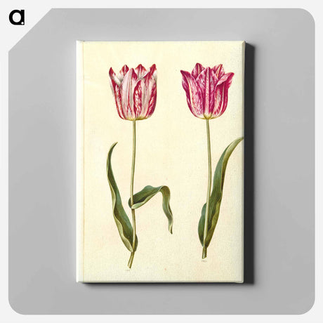 アートパネル-Tulipa gesneriana
 - マリア ジビーラ メーリアン Canvas.