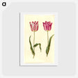 アートポストカード-Tulipa gesneriana
 - マリア ジビーラ メーリアン Postcard.