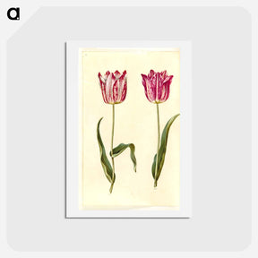 アートポストカード-Tulipa gesneriana
 - マリア ジビーラ メーリアン Postcard.