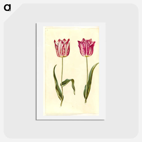 アートポストカード-Tulipa gesneriana
 - マリア ジビーラ メーリアン Postcard.