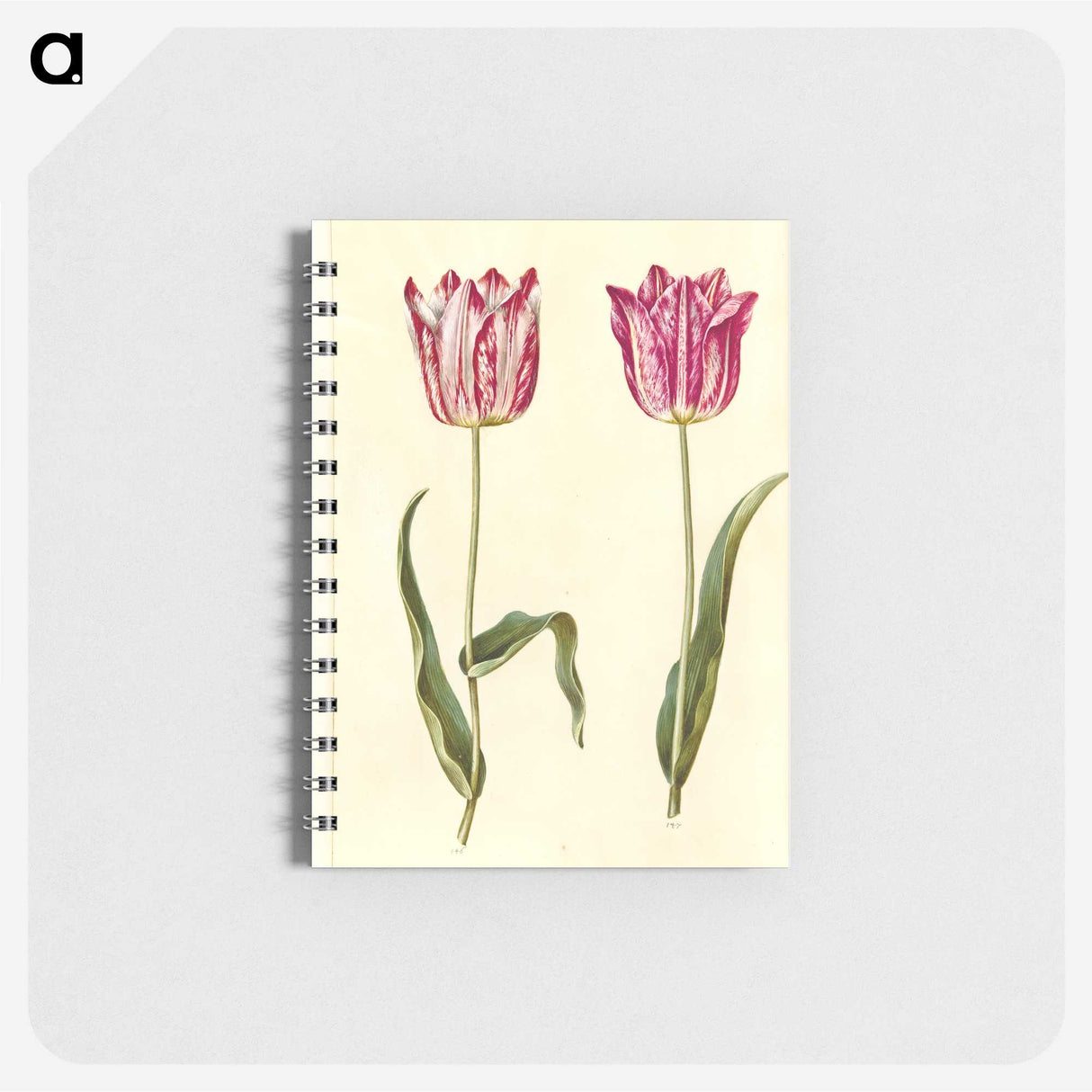 3-5_Maria-Sibylla-Merian_memo
