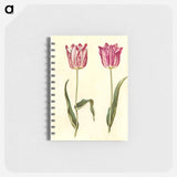 アートメモ帳-Tulipa gesneriana
 - マリア ジビーラ メーリアン Memo.