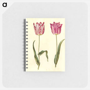 アートメモ帳-Tulipa gesneriana
 - マリア ジビーラ メーリアン Memo.