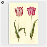 3-5_Maria-Sibylla-Merian_picture-crop
