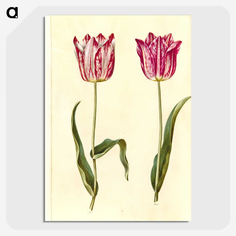 3-5_Maria-Sibylla-Merian_picture-crop